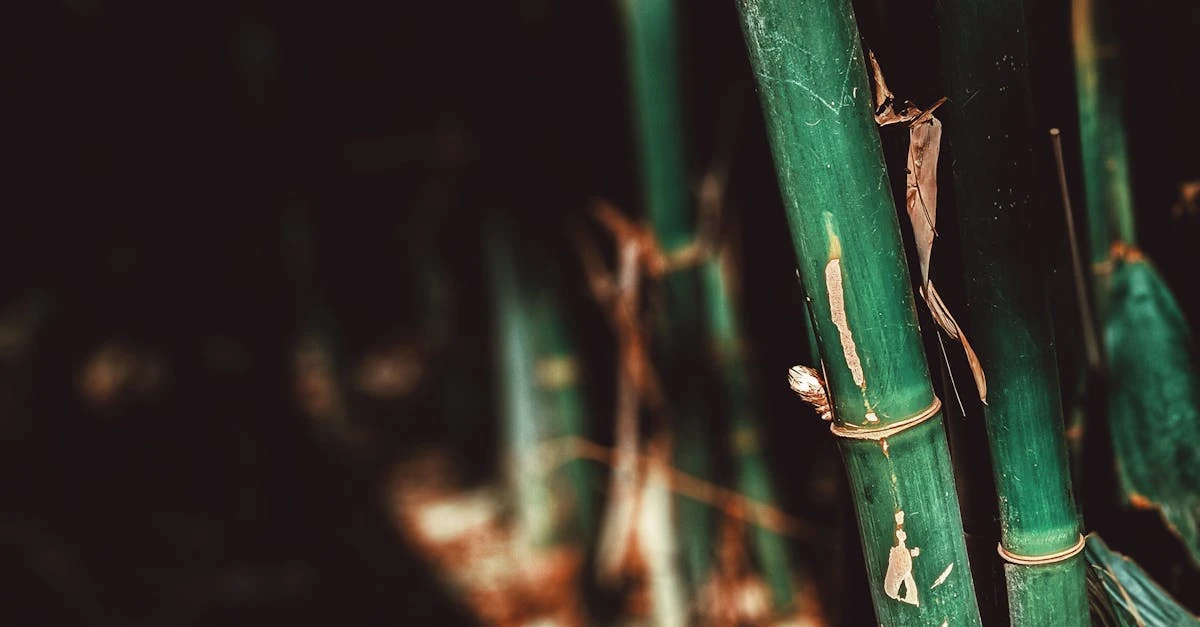découvrez le bambou : une plante écologique, résistante et polyvalente, idéale pour la décoration, la construction durable et les produits du quotidien. apprenez tout sur ses avantages et ses utilisations.