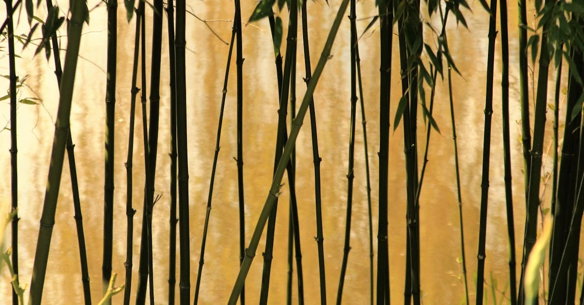 découvrez tout sur le bambou : ses propriétés écologiques, ses multiples usages dans la décoration, la construction et la vie quotidienne. conseils d’entretien, idées innovantes et actualités sur cette plante durable.