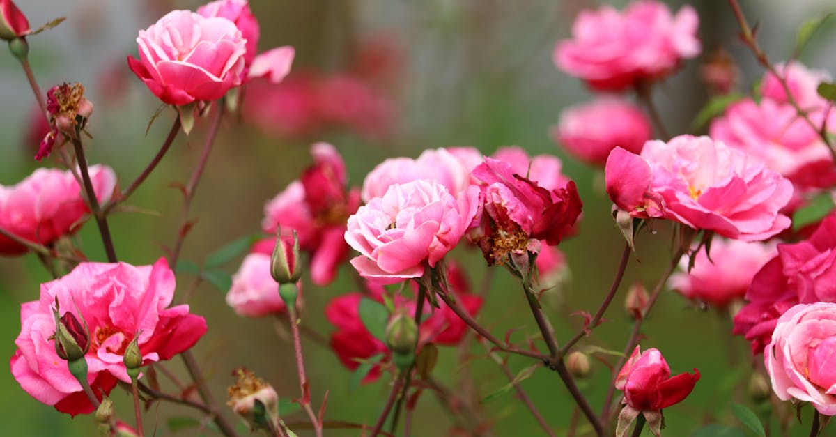 découvrez une sélection d'arbustes à fleurs pour égayer votre jardin. conseils d'entretien, meilleures variétés et idées pour des floraisons spectaculaires toute l’année.