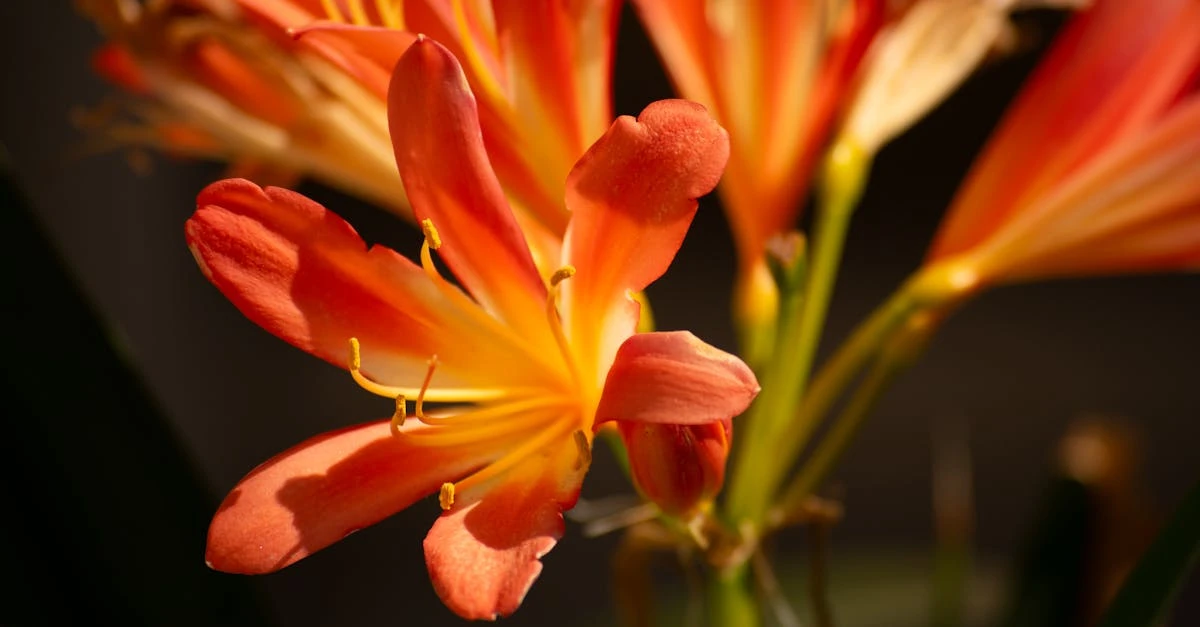 découvrez ce qu'est une plante vivace (perennial), ses caractéristiques, avantages au jardin, et comment l'entretenir pour une floraison durable année après année.
