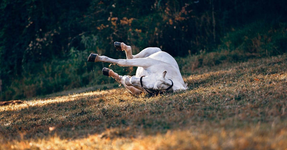 découvrez notre rolling planter, la jardinière mobile idéale pour cultiver vos plantes facilement. pratique et design, elle se déplace aisément pour profiter de l’ensoleillement optimal et embellir votre espace, intérieur comme extérieur.