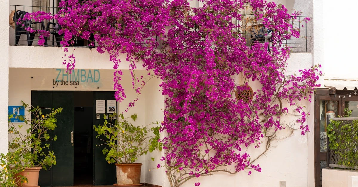 découvrez les meilleures plantes à fleurs pour balcon exposé à l'ouest, idéales pour embellir votre espace extérieur avec des floraisons éclatantes et une croissance optimale.