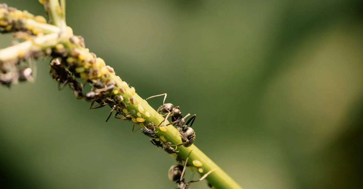 découvrez notre répulsif naturel contre les pucerons, efficace et écologique pour protéger vos plantes tout en respectant l'environnement.