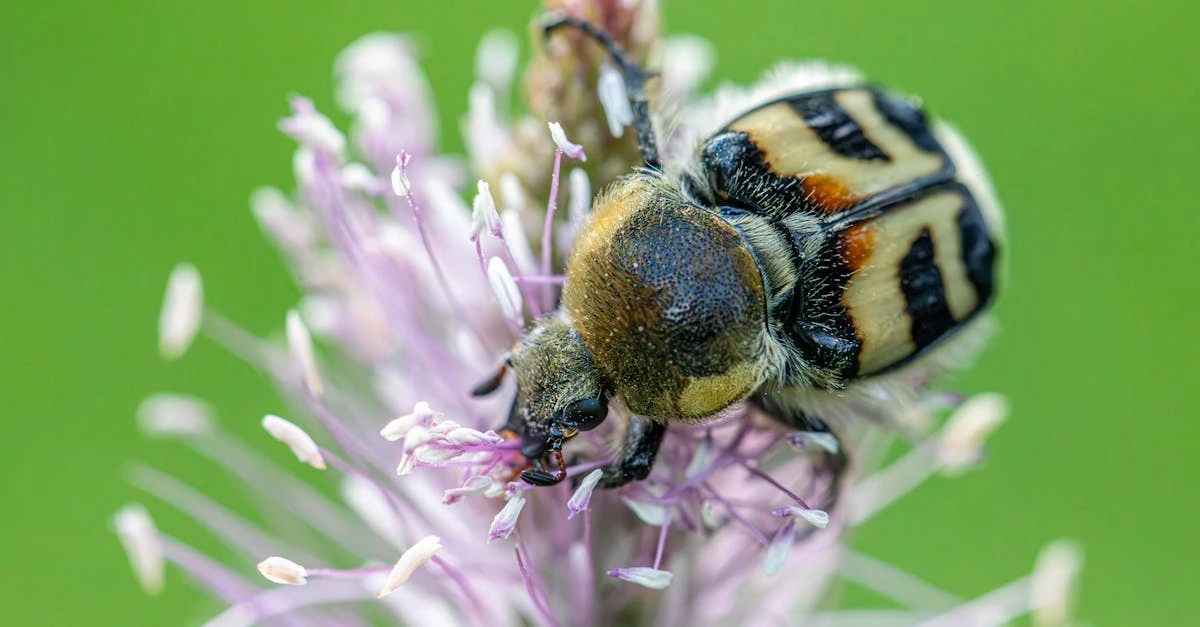 découvrez notre répulsif naturel contre les pucerons, une solution écologique et efficace pour protéger vos plantes sans utiliser de produits chimiques.