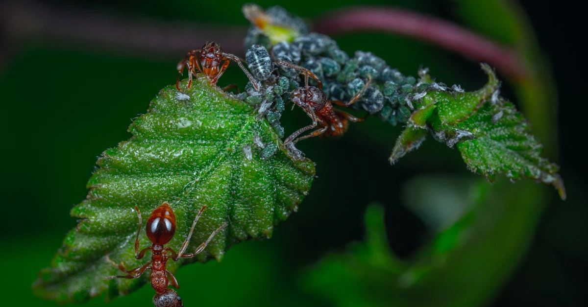 découvrez notre répulsif naturel contre les pucerons, efficace et écologique pour protéger vos plantes sans produits chimiques.