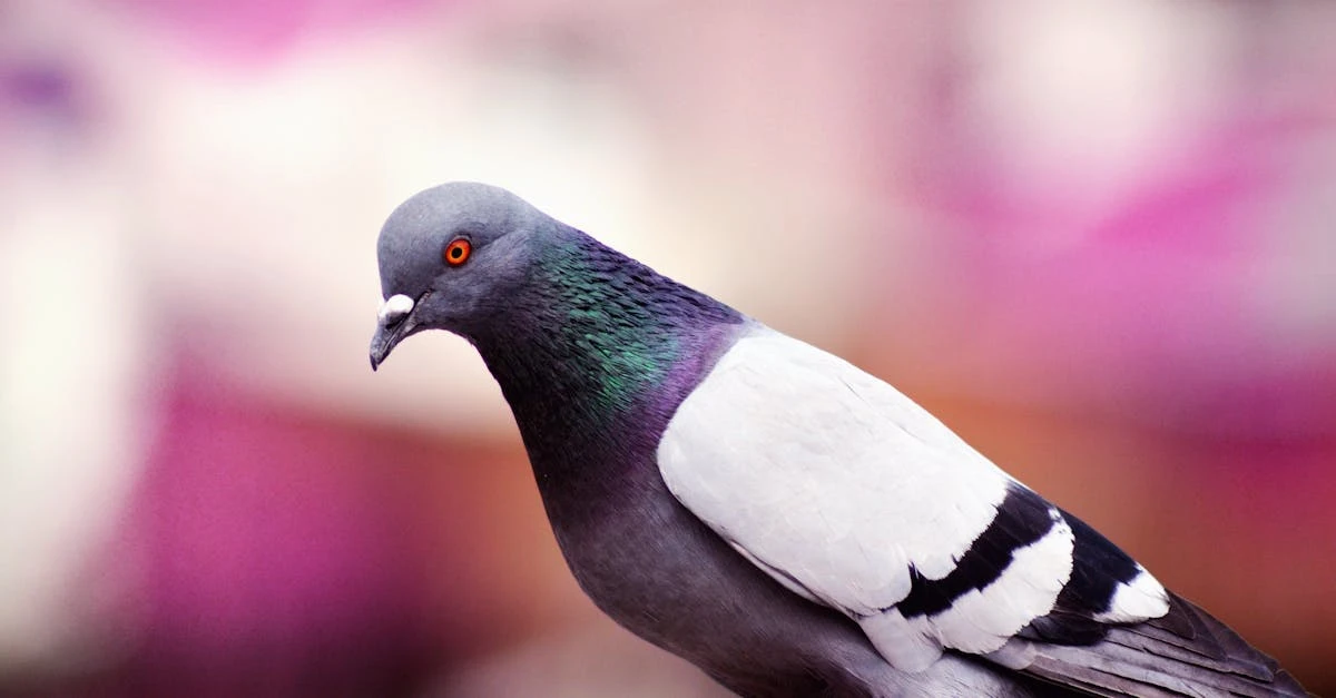 découvrez la signification symbolique du nid de pigeon et son importance culturelle.