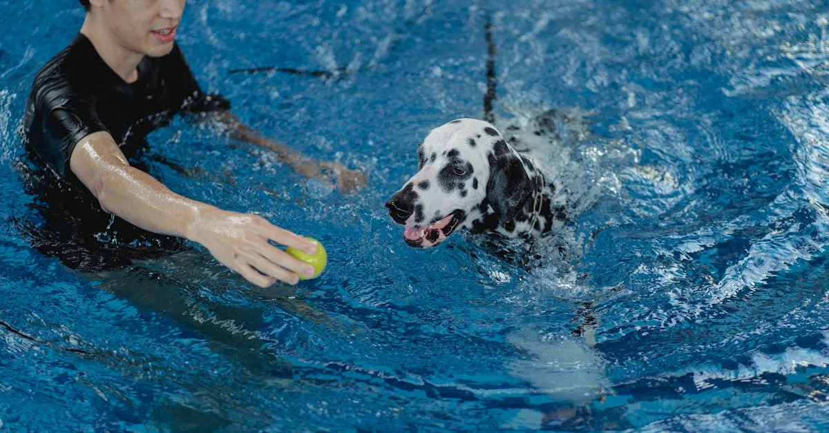 conseils et astuces pour assurer la sécurité de votre chien autour de la piscine et prévenir les accidents.