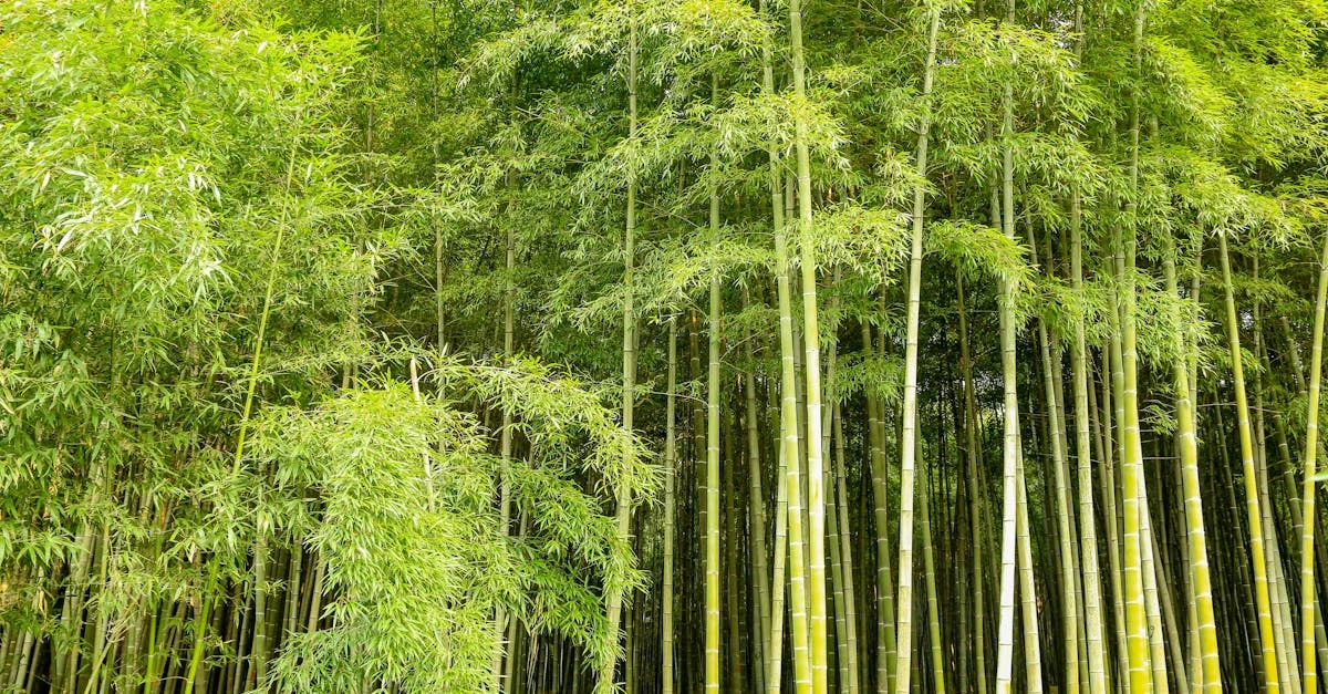 découvrez notre sélection de plantes vivaces d'ombre idéales pour embellir vos espaces ombragés avec des couleurs et formes variées toute l'année.