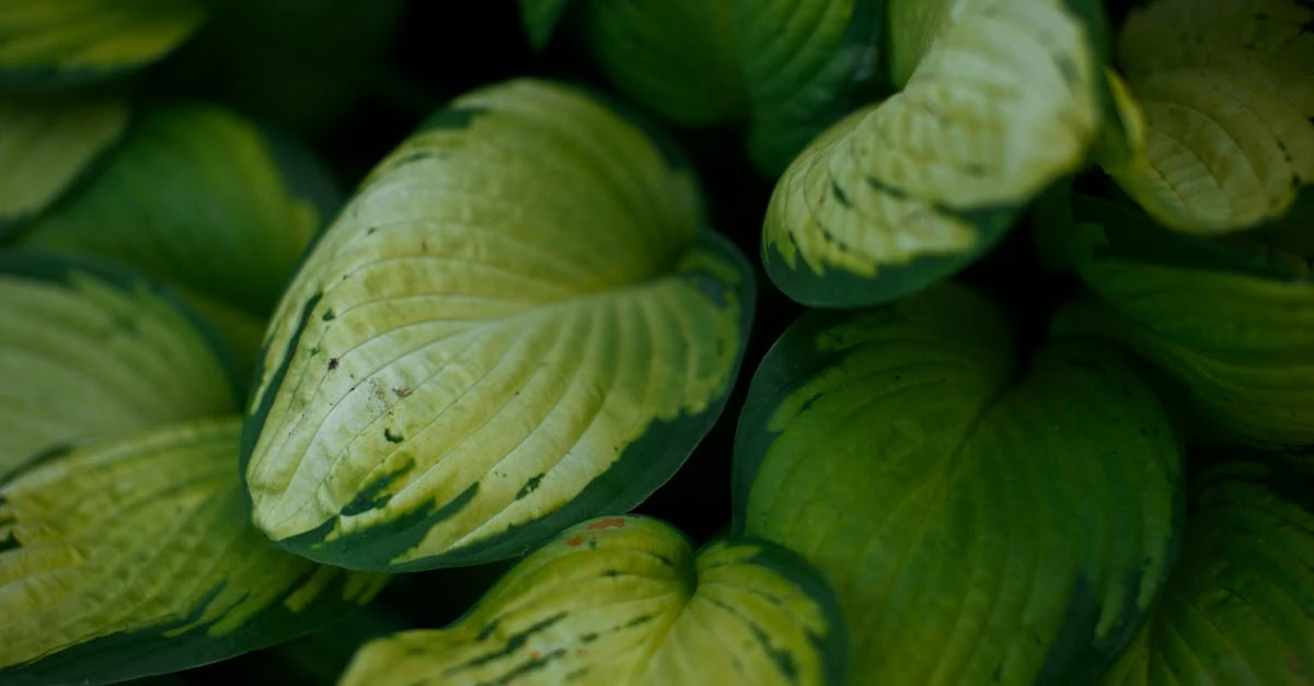 découvrez notre sélection de plantes vivaces adaptées aux endroits ombragés, parfaites pour apporter couleur et vie à vos jardins ombragés toute l'année.