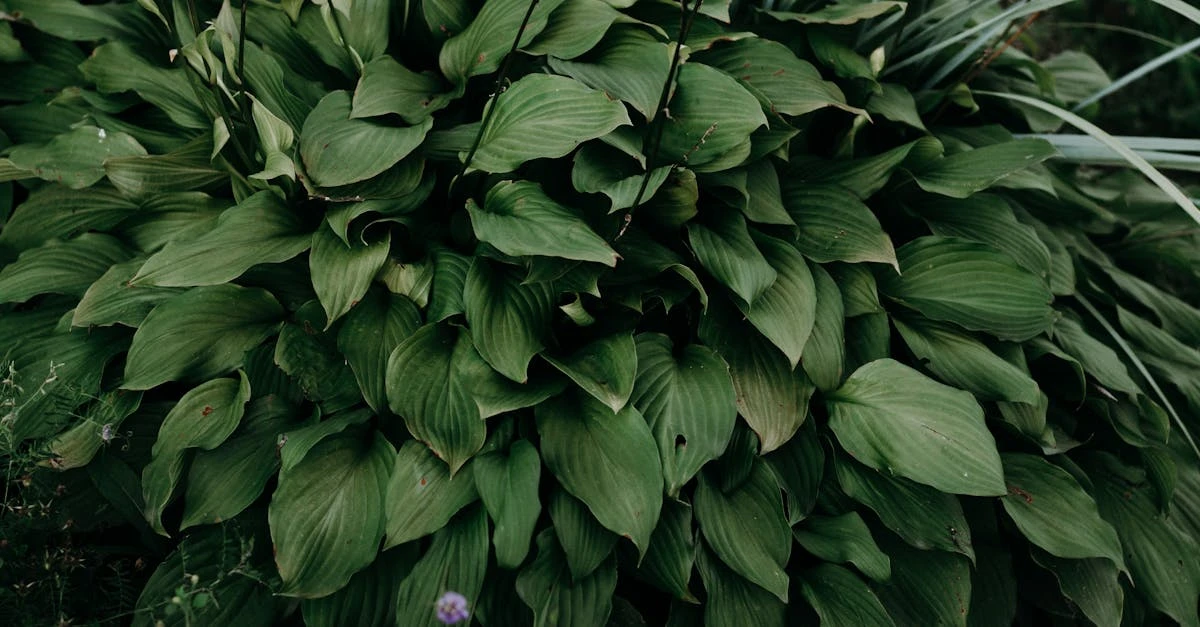 découvrez notre sélection de plantes vivaces tolérantes à l'ombre, parfaites pour embellir les zones ombragées de votre jardin avec facilité et beauté.