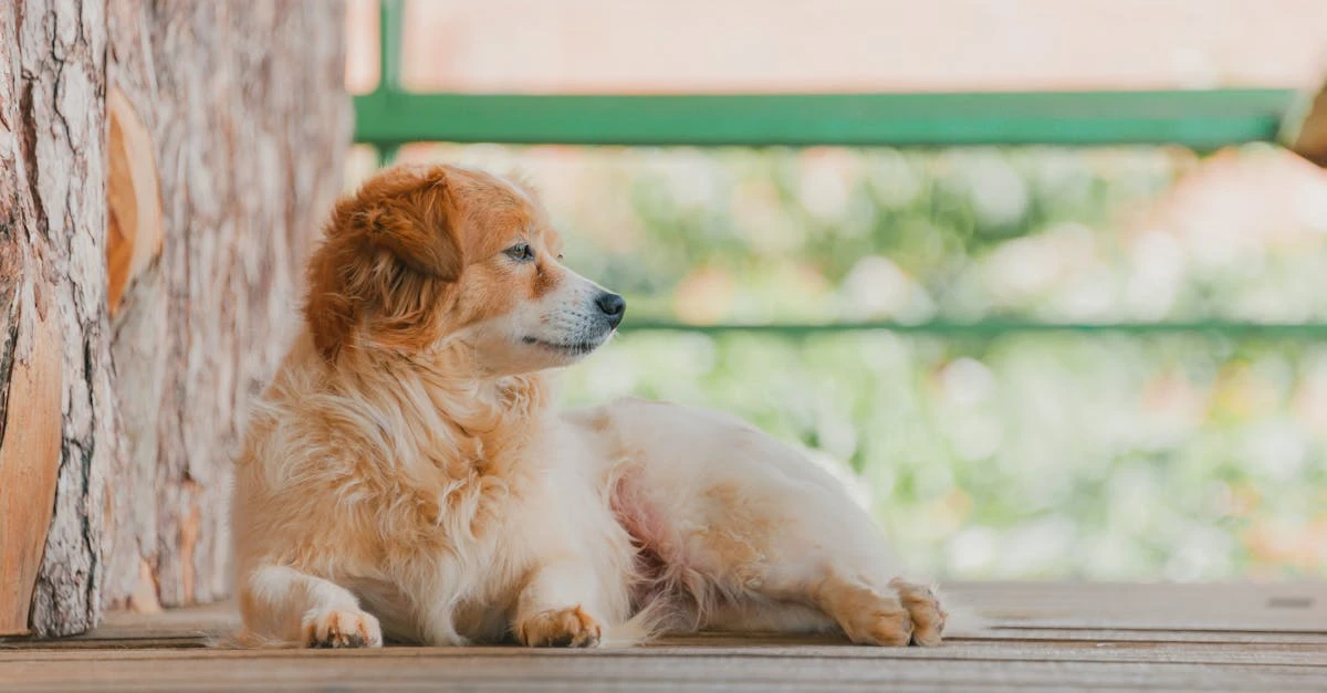 restauration de terrasses en bois : redonnez vie et éclat à votre terrasse avec nos services professionnels de réparation, ponçage et traitement du bois.