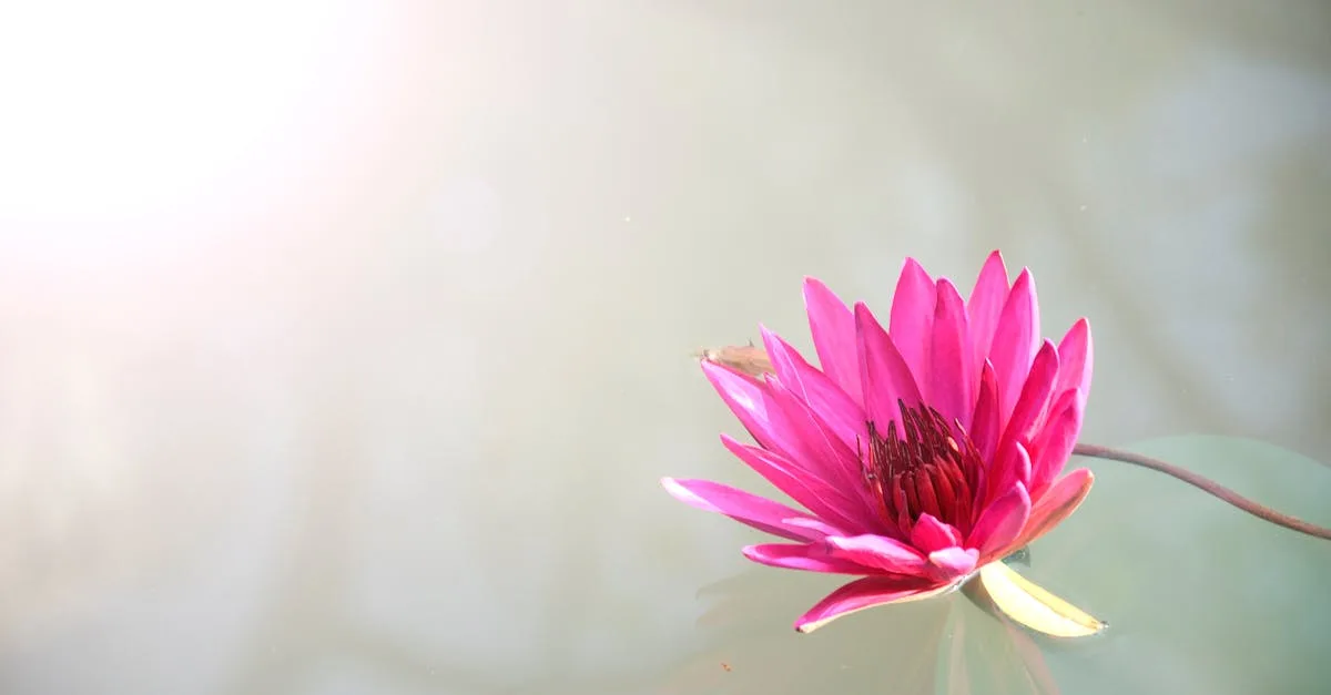 découvrez l'art du jardinage zen pour créer un espace paisible et harmonieux, favorisant la détente et la méditation au cœur de la nature.