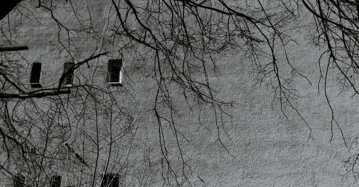 découvrez l'élégance des murs blancs froids, une tendance déco qui apporte pureté et modernité à votre intérieur.