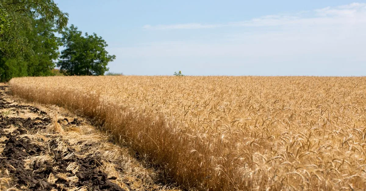 découvrez l'agriculture écologique, une pratique respectueuse de l'environnement qui favorise la biodiversité, réduit l'usage de produits chimiques et soutient un développement durable.