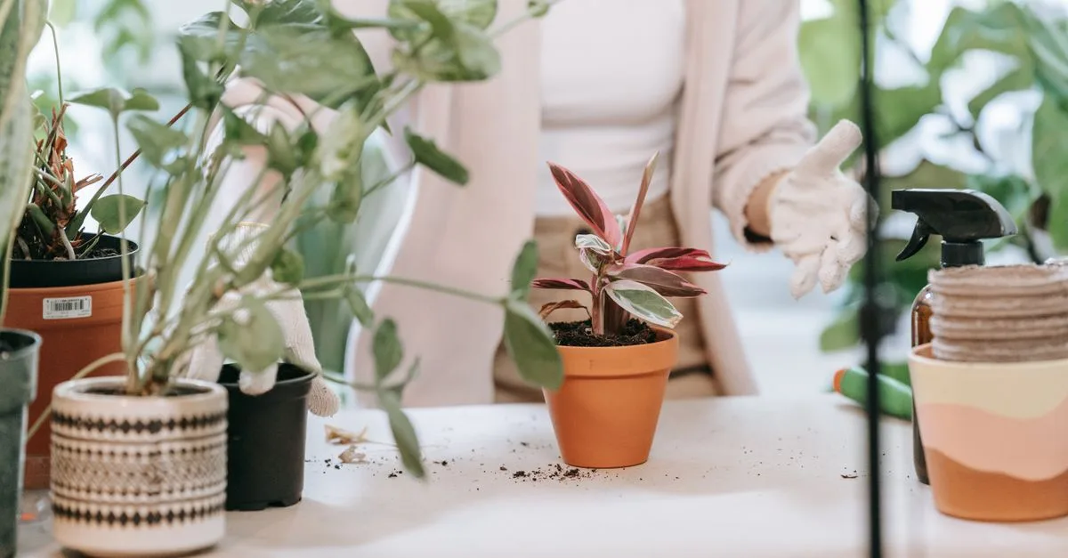 découvrez notre sélection de plantes d'intérieur pour égayer votre maison et purifier l'air. conseils d'entretien et idées déco pour un intérieur verdoyant et sain.