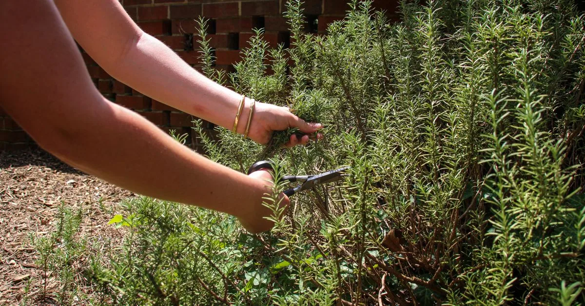 découvrez nos conseils et techniques efficaces pour l'élagage et la taille des plantes, arbres et arbustes afin de stimuler leur croissance et maintenir un jardin sain et esthétique.
