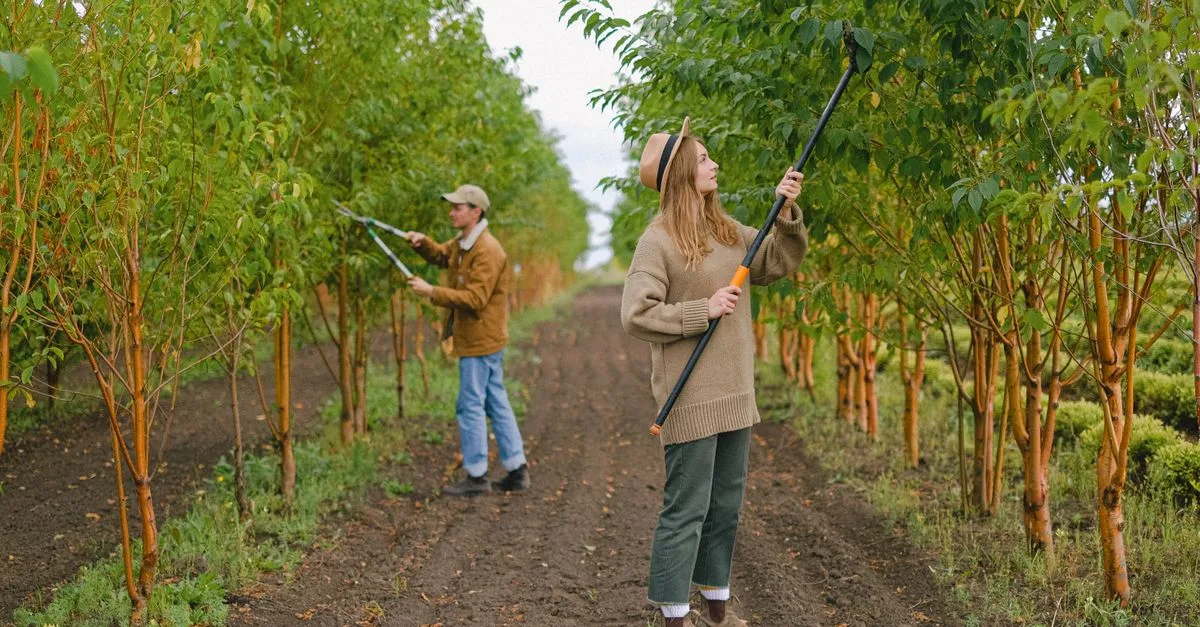 découvrez des conseils et techniques efficaces pour la taille des arbres et des plantes afin d'assurer leur santé et leur croissance optimale.